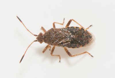 Rhopalus maculatus  7,6 mm