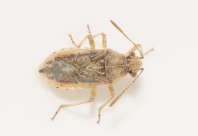 Rhopalus parumpunctatus