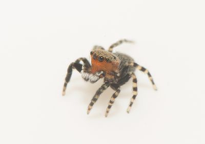 Mosse Angryd Halland 10.5-23 adult male