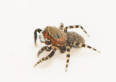 Salticidae ( Hoppspindlar )