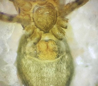 Neon robustus ( stenhoppspindel )