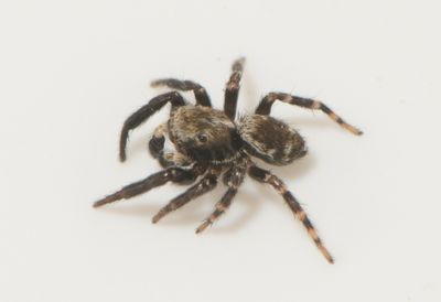 Pseudeuophrys erratica ( Hllhoppspindel )