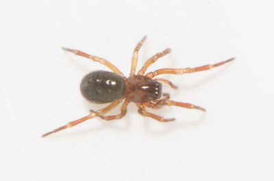 Mosse Angryd Halland 10.5-23 adult female