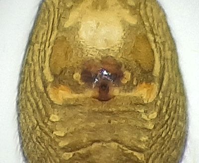 Mosse Angryd Halland 10.5-23 epigyne adult female