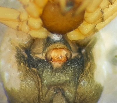 Norra signalen Vstmanland 4.12-22 epigyne adult female
