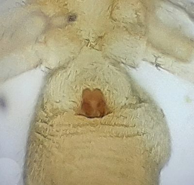 Lderup skne 3.8-23 epigyne adult female