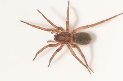 Hamra Halland 29.8-23 adult female