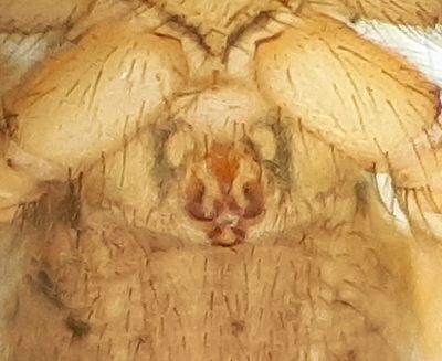 Hamra Halland 29.8-23 epigyne adult female