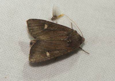 Helotropha leucostigma ( Sumpfly )