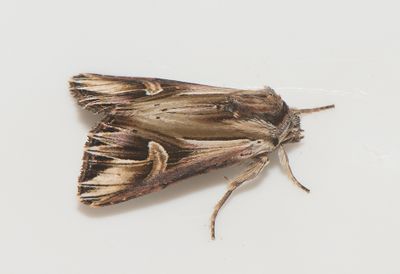 Actinotia polyodon ( Tandat johannesrtfly )