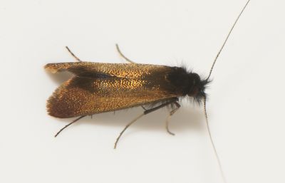 Adela cuprella ( Videantennmal )