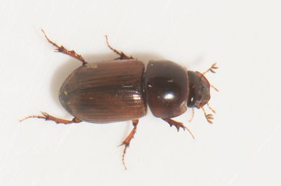 Bodilopsis rufa ( Rostbrun dyngbagge )  7 mm