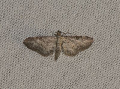 Eupithecia subumbrata ( ngsmalmtare )