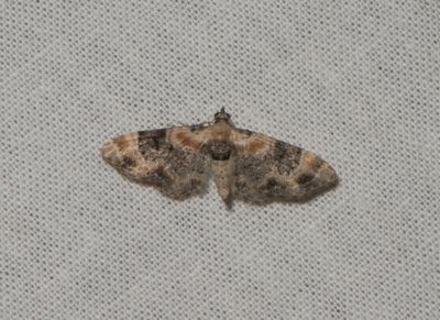 Eupithecia linariata ( Gulsporrmalmtare )