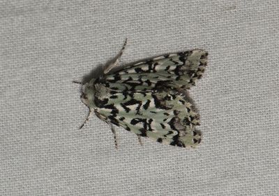 Fjrs brcka Halland 17.6-23