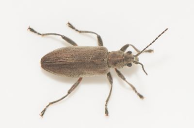Donacia cinerea ( Kaveldunsbock )  10 mm