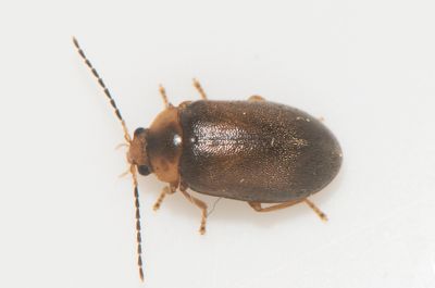 Microcara testacea  4.8 mm