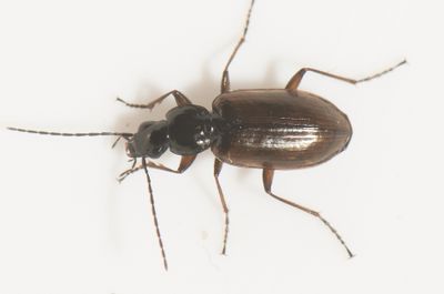 Borrbystrand Skne 15.5-23 6,3 mm