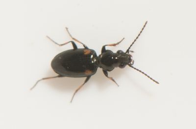 Bembidion humerale ( Torvlpare )