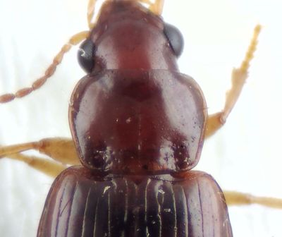 Bradycellus harpalinus ( Sandvinterlpare )  4,5 mm