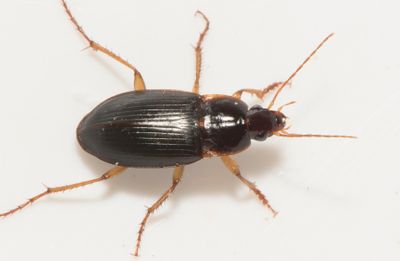 Calathus ambiguus ( Gulbent marklpare )  11 mm