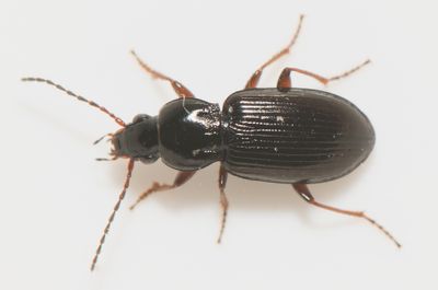 Pterostichus strenuus ( Lundsvartlpare ) 6,0-6,8 mm.