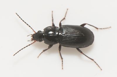 Pterostichus vernalis ( Fuktsvartlpare )  6-7 mm