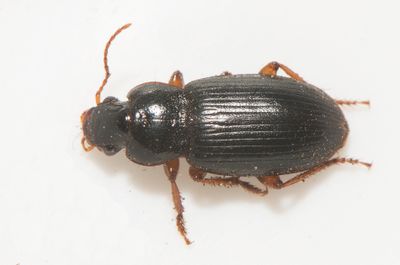 Vareborg Halland 23.4-23 8,4 mm
