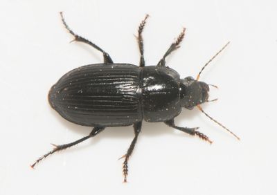 Harpalus serripes ( Kullerfrlpare )  9,5-11 mm