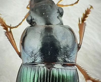 Harpalus smaragdinus ( Sandfrlpare )