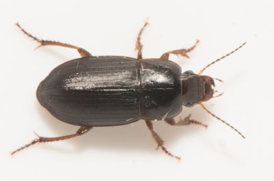  Harpalus anxius ( Smal frlpare )  7,0-8,8  mm