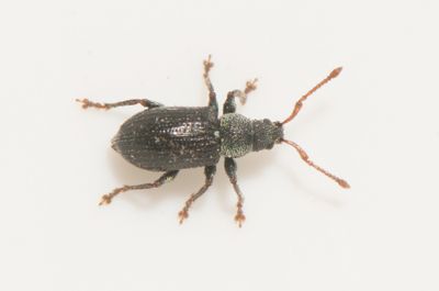 Phyllobius viridicollis ( Kraglvvivel )