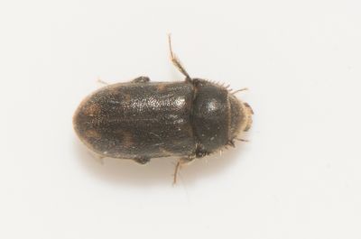 Heteroceridae ( Strandgrvbaggar )
