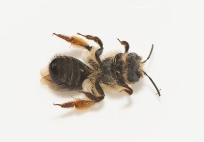 Andrena tibialis ( Lnnsandbi )