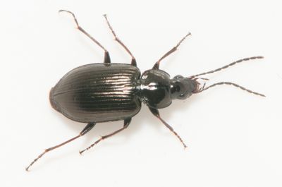 Agonum duftschmidi ( Lundkrrlpare )