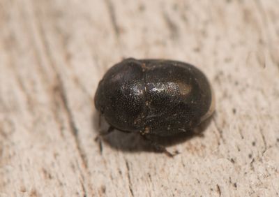 Thyreocoris scarabaeoides ( Violbrfis )