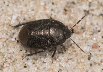 Sehirus luctuosus ( Mindre taggbening )