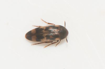  Orchesia undulata ( Vgbandad brunbagge )