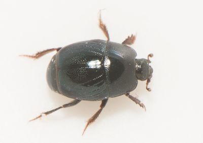 Hypocaccus metallicus ( Tngstumpbagge )