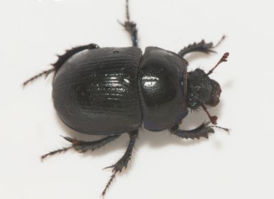 Geotrupes stercorarius ( Flttordyvel )  18 mm