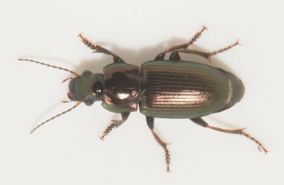 Harpalus distinguendus ( Vrfrlpare )