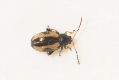 Phyllotreta ochripes ( Lktravsjordloppa )