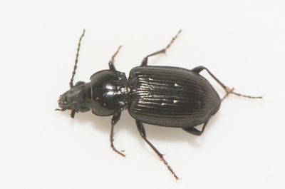 Pterostichus quadrifoveolatus ( Brandsvartlpare )  9,8 mm
