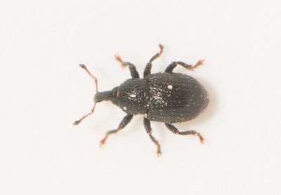 Lillhagen Bohusln 19.5-24