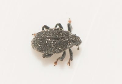 Ceutorhynchus alliariae ( Strre lktravsvivel )