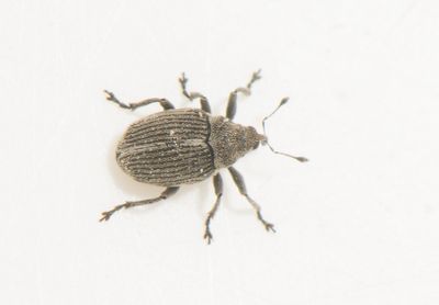 Ceutorhynchus pulvinatus ( Dillsenapsvivel )