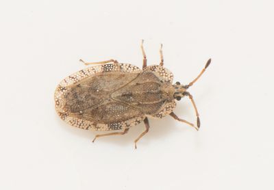 Tingis ampliata