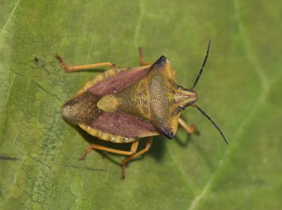 Carpocoris fuscispinus ( Bred brfis )