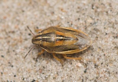  Aelia klugii ( Mrkstreckad spetsnsa )