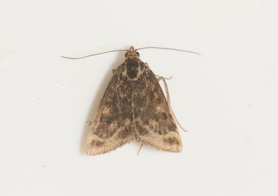 Pyrausta despicata ( Grobladsljusmott )